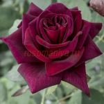 Блэк Парфюмелла (Black Perfumella)