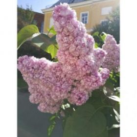 Сирень М. Ломоносов