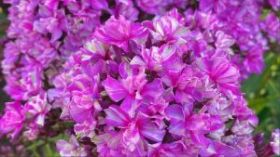 Флокс метельчатый Квазимодо