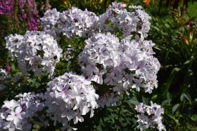 Флокс метельчатый Морская пена