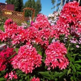 Флокс метельчатый Клеопатра