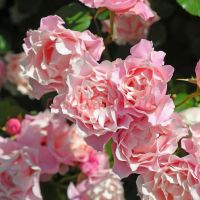 Порселейн Д*Ориент, Дафне (Porcelaine d'Orient, Daphne)