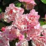 Порселейн Д*Ориент, Дафне (Porcelaine d'Orient, Daphne)