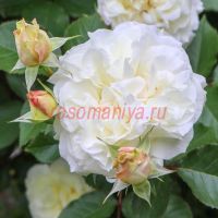 Сур ла Нейдж (Sur la Neige)