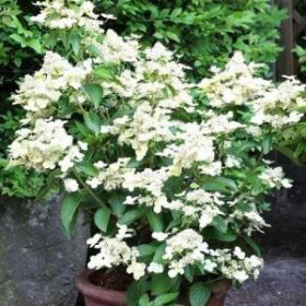 Гортензия метельчатая Prim White