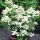 Гортензия метельчатая Prim White