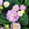 PINK SHAMPAGNE