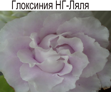 Глоксиния НГ-Ляля