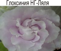 НГ-Ляля