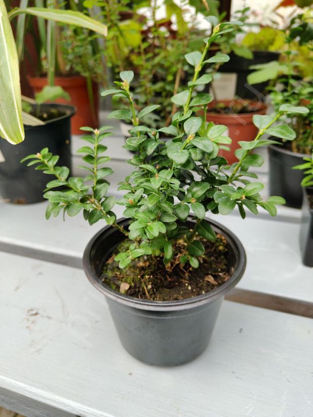 Самшит мелколистный китайский