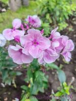 Флокс 'Красотка' / Phlox 'Krasotka'