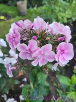 Флокс 'Красотка' / Phlox 'Krasotka'