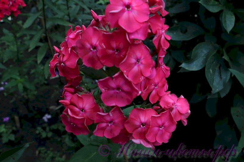 Флокс 'Фаина Раневская' / Phlox 'Faina Ranevskaya'