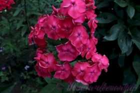 Флокс 'Фаина Раневская' / Phlox 'Faina Ranevskaya'