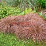 Осока власовидная Бронко