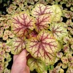 Гейхера Picasso