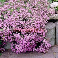 Мыльнянка (Сапонария) базиликолистная