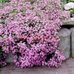 Мыльнянка (Сапонария) базиликолистная