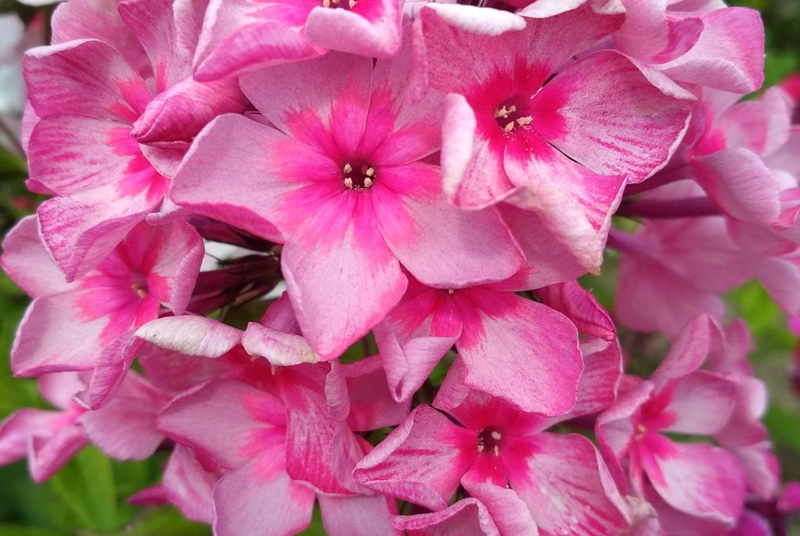 Флокс 'Москва Златоглавая' / Phlox 'Moskva Zlatoglavaya'