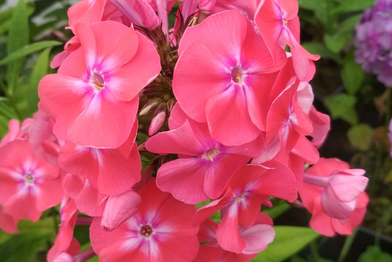 Флокс 'Симочка' / Phlox 'Simochka'