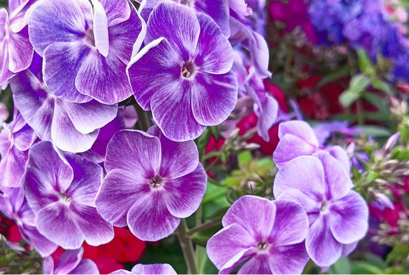 Флокс 'Тамань' / Phlox 'Taman'