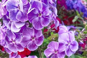 Флокс 'Тамань' / Phlox 'Taman'