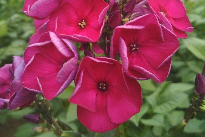 Флокс 'Эсмиральда' / Phlox 'Esmiralda'