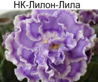 НК-Лилон Лила