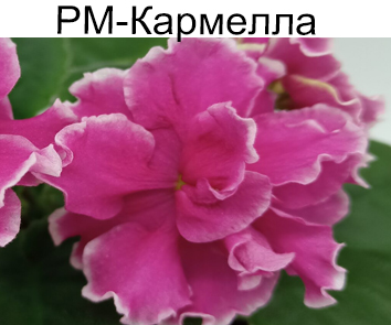 РМ-Кармелла (Скорнякова)  НОВИНКА