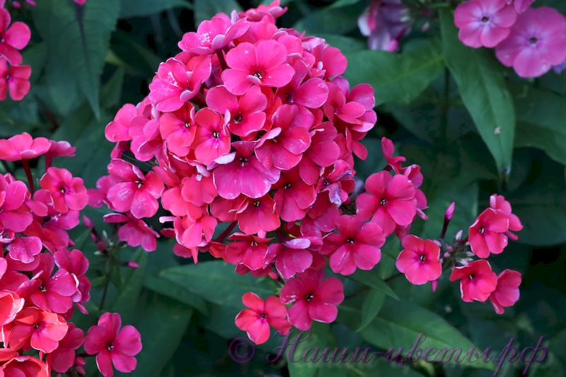 Флокс 'Давид' / Phlox 'David'