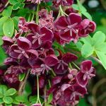 Акебия пятилопастная (Akebia quinata)