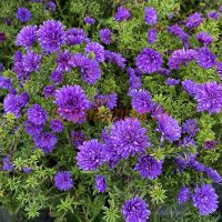 Астра новобельгийская Wood's Purple