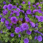 Астра новобельгийская Wood's Purple
