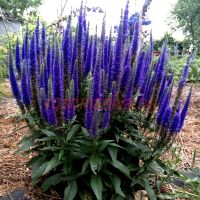 Вероника колосистая  Anniversary Blue