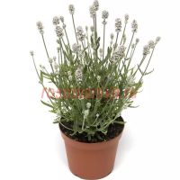 Лаванда узколистная White Scent Compact