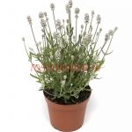 Лаванда узколистная White Scent Compact