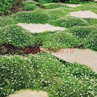 Мшанка шиловидная Green Moss