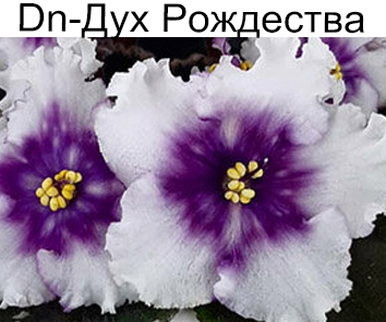 Dn-Дух Рождества (Денисенко)