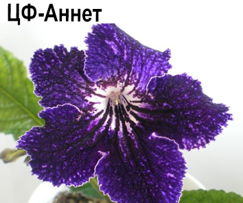 ЦФ-Аннет (Центр Фиалки)