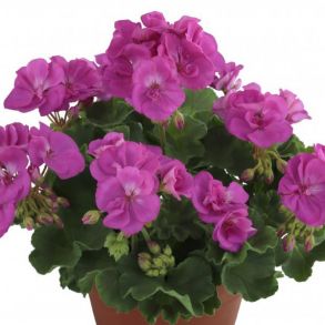 Пеларгония зональная Toscana Decora Lilac