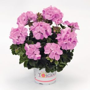 Пеларгония зональная Toscana Vita Lara Lavender