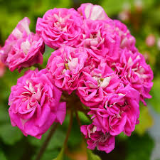 Пеларгония зональная Lara Harmony