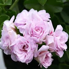 Пеларгония розебудная Achievement