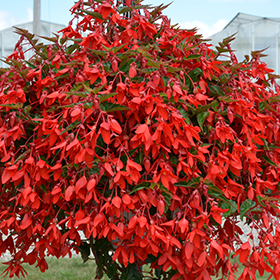 Бегония Encanto Red