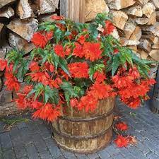 Бегония Фанки Оранж