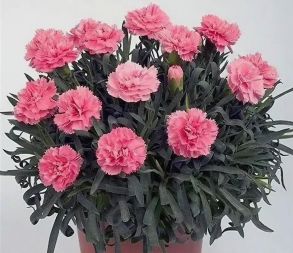 Гвоздика Menorca Hot Pink