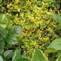 Бересклет Форчуна Эмералд Голд