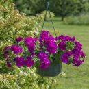 Петуния Тумбелина Саванна