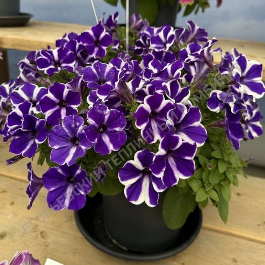 петуния блю диамонд