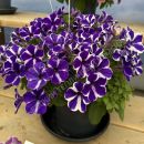 петуния блю диамонд